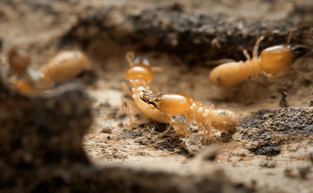 Thom-Schiavone-3-of-4_6.